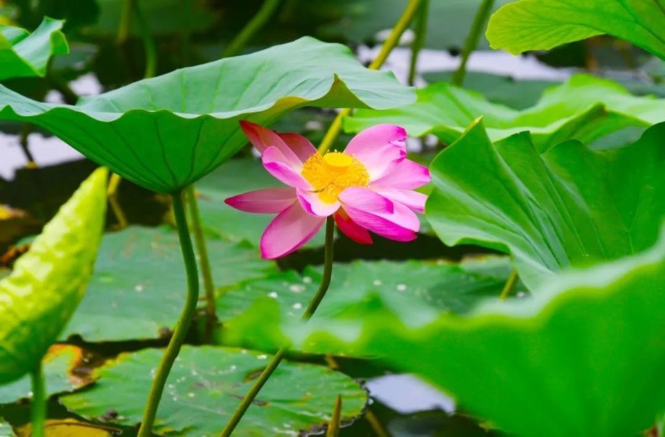 没赏过荷花的夏天是不完整的~在南湖公园,北湖公园,长春世界雕塑园