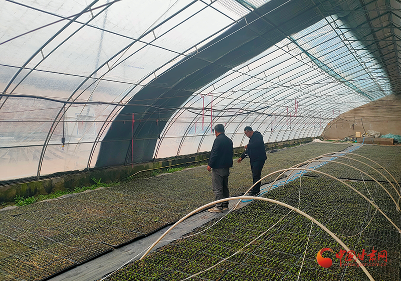 灵台:田间地头农事忙