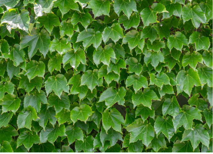 作为多年生大型落叶木质藤本植物,爬山虎适应性强,喜欢阴湿环境,但也