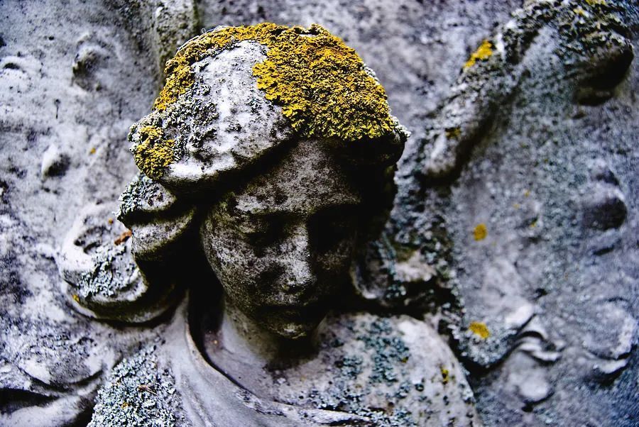 地衣永恒的大地艺术