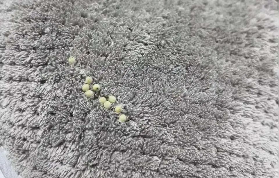 身上痒一挠就红一片_身上痒一挠就起红点图_