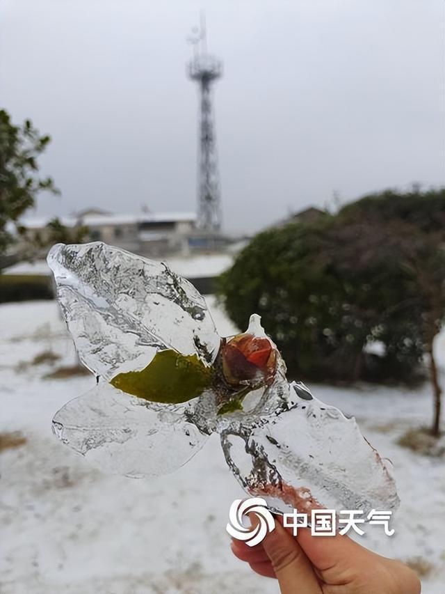 南方多地出现冻雨天气,树叶车辆"穿冰甲"_腾讯新闻