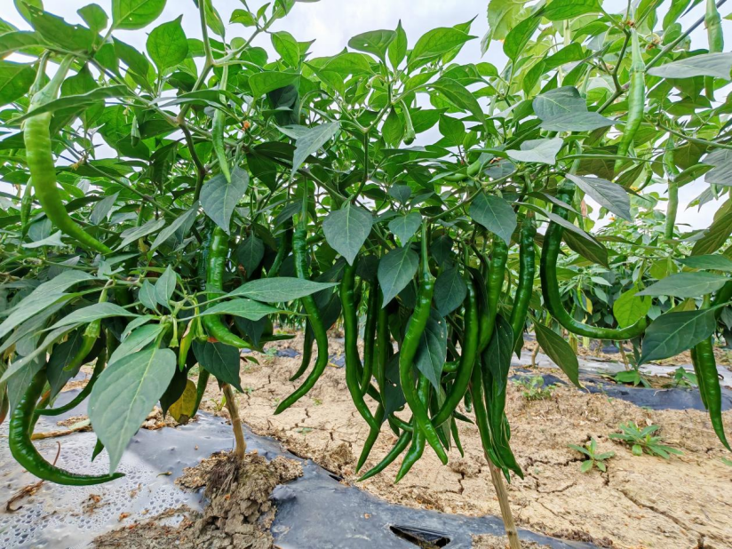 养龙司镇幸福村:青椒成熟采收忙   "椒"香四溢产业旺