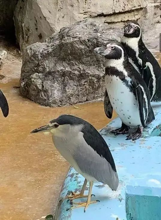 这是什么"企鹅"在泡温泉?