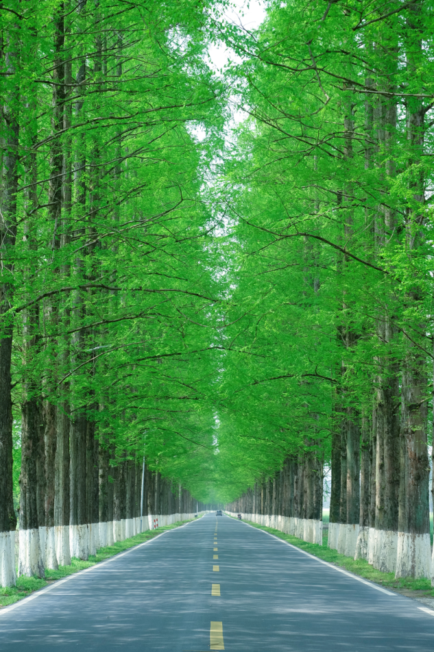 江浙皖自驾活动 | 周末两天玩水,千岛湖最美环湖公路,水杉公路,古村落
