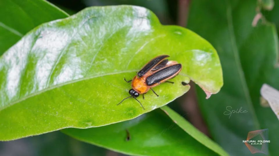 记忆里的萤火虫萤火虫是一种环境指示生物,它们的存在与否可以反映出