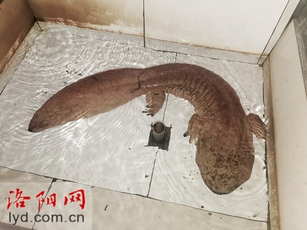 栾川县村民马海舟旧矿洞养娃娃鱼游出致富新天地