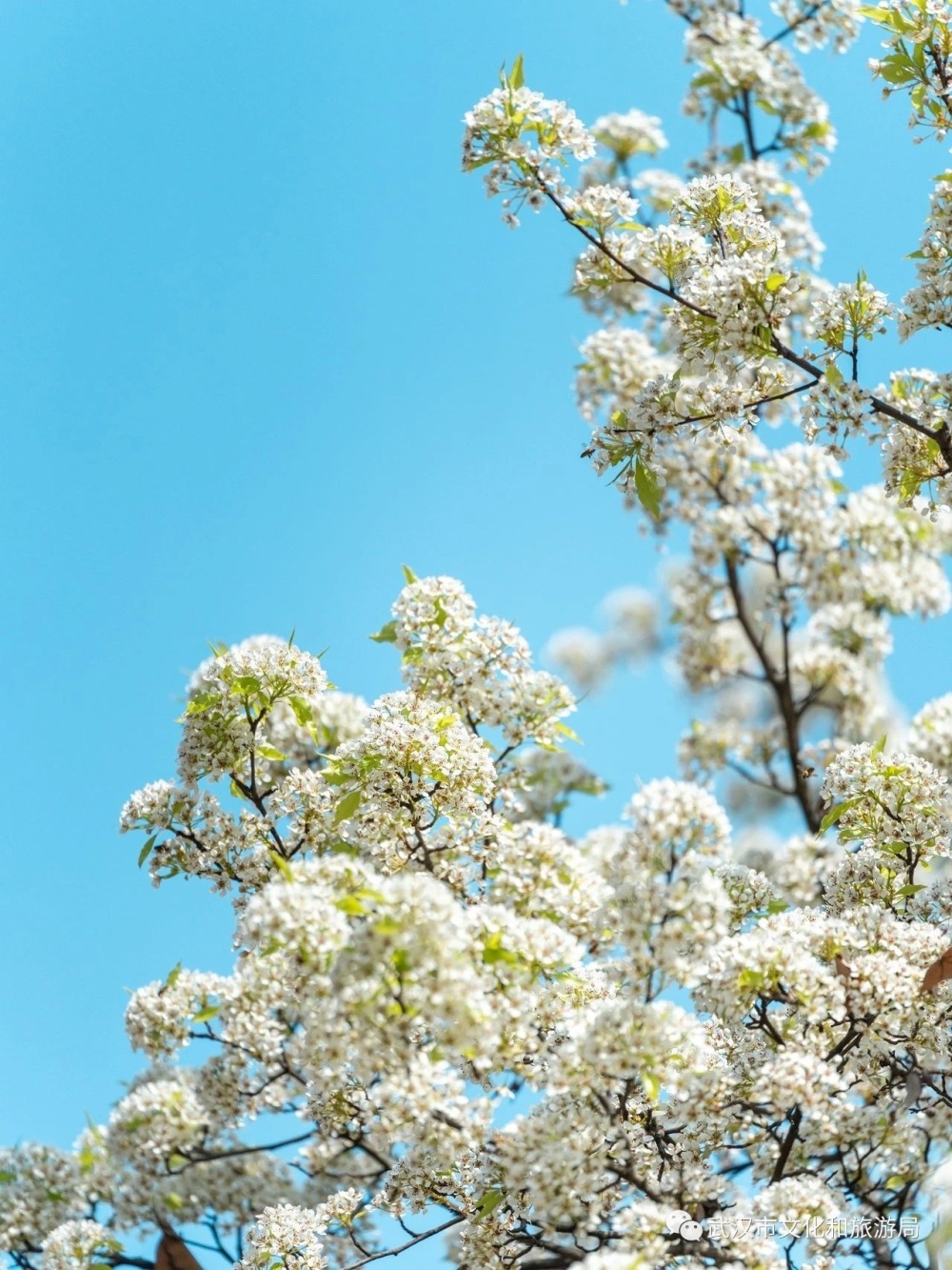 "武汉最美梨花树"55岁棠梨树近日迎来盛花期_腾讯新闻