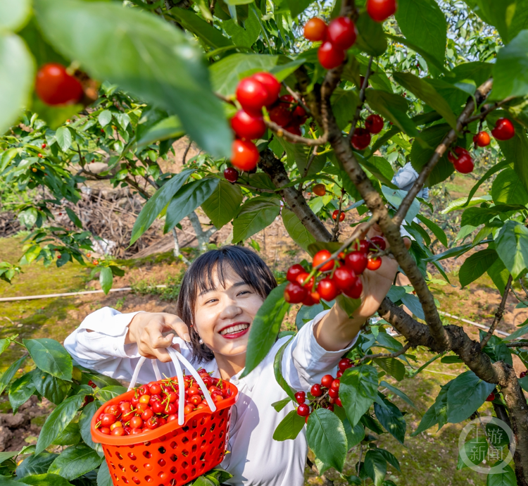 重庆樱桃采摘基地巴南图片