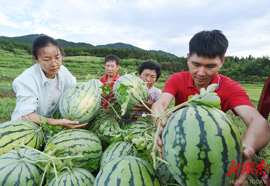 西瓜喜丰收