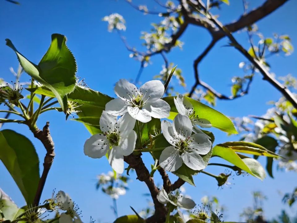 游百年古镇 赏千顷梨花 ——哈拉毛都梨花节正式启动