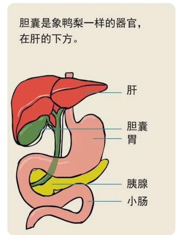 一下胆囊——它是位于右方肋骨下肝脏后方的梨形囊袋(肝的胆囊窝内)
