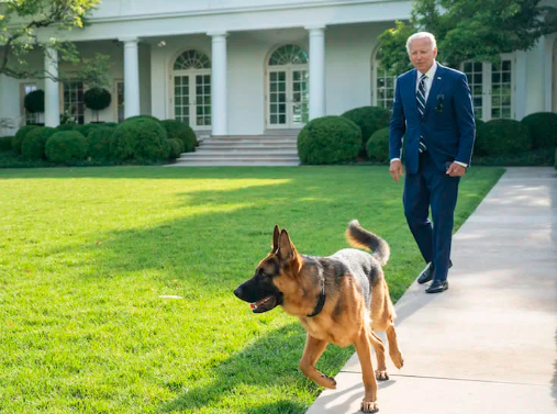 拜登的狗多次咬人被"逐出",白宫:它压力大_腾讯新闻