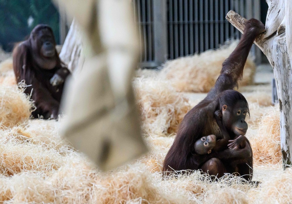 奥地利美泉宫动物园的红毛猩猩
