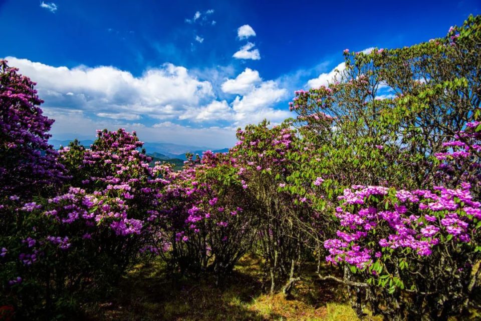 走进大姚小百草岭,赏多彩梦幻的杜鹃花海_腾讯新闻