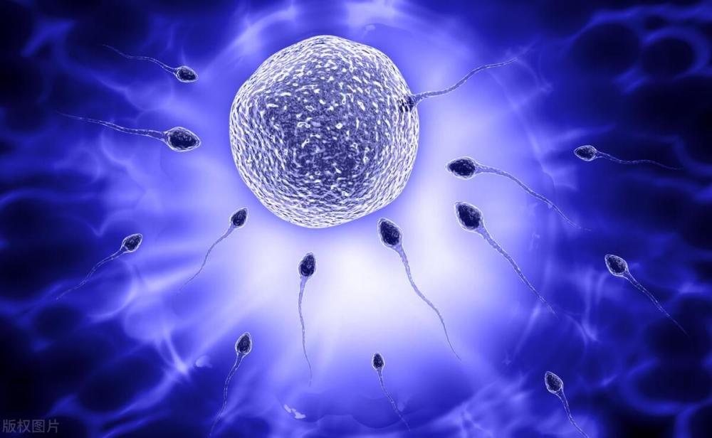 进入女性体内后，没有成功受精的精子，都怎样了？(图3)