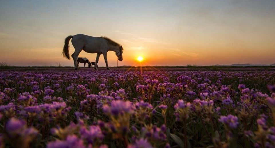 蓼子花开,候鸟归来!来鄱阳看过这片花海,才算不辜负这个秋天!