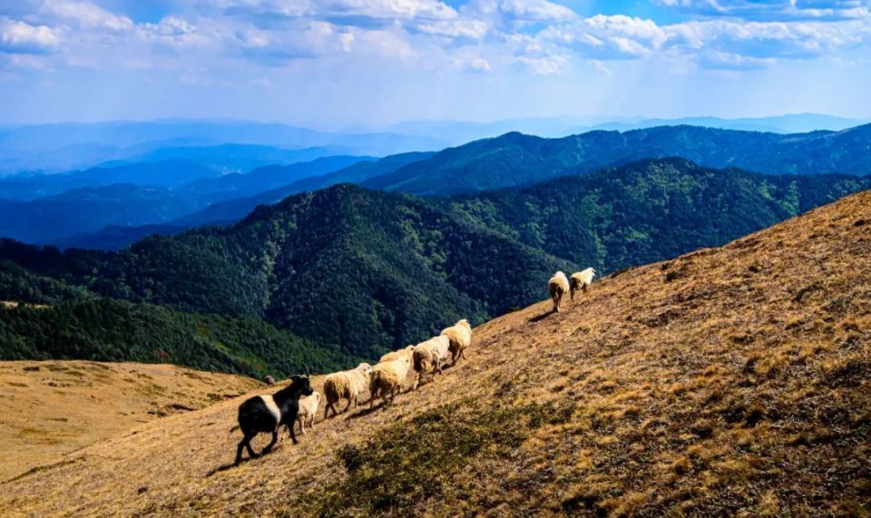 走进大姚小百草岭,赏多彩梦幻的杜鹃花海_腾讯新闻