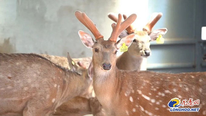 做活梅花鹿"文章" 助力乡村振兴一"鹿"高歌