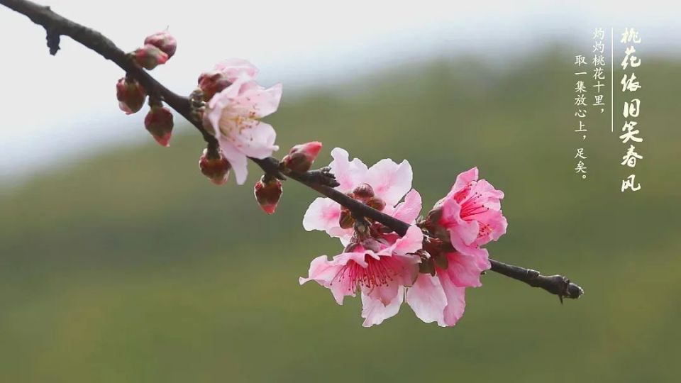 上春山,赏春景,富川这些地方桃花进入盛花期啦_腾讯新闻