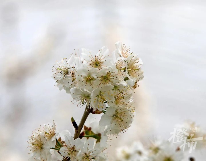 樱花和樱桃花图片