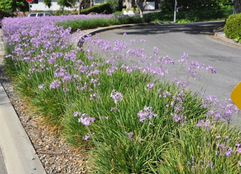 破解紫娇花养护密码,成就花园明星| 小叶子有"花"招