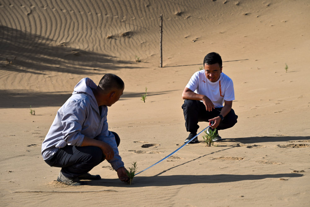 6月5日,在位于内蒙古杭锦旗的库布其沙漠一处治沙点,李挺(右)与同事