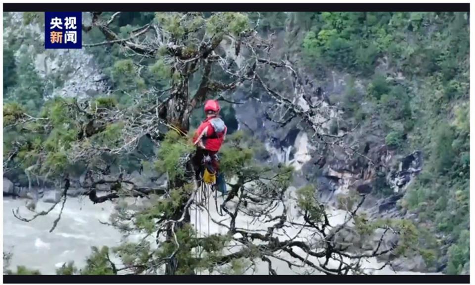 “中国第一高树”又易主，树高百米刷新亚洲纪录，“最高树”宝座已连续四次更迭_腾讯新闻