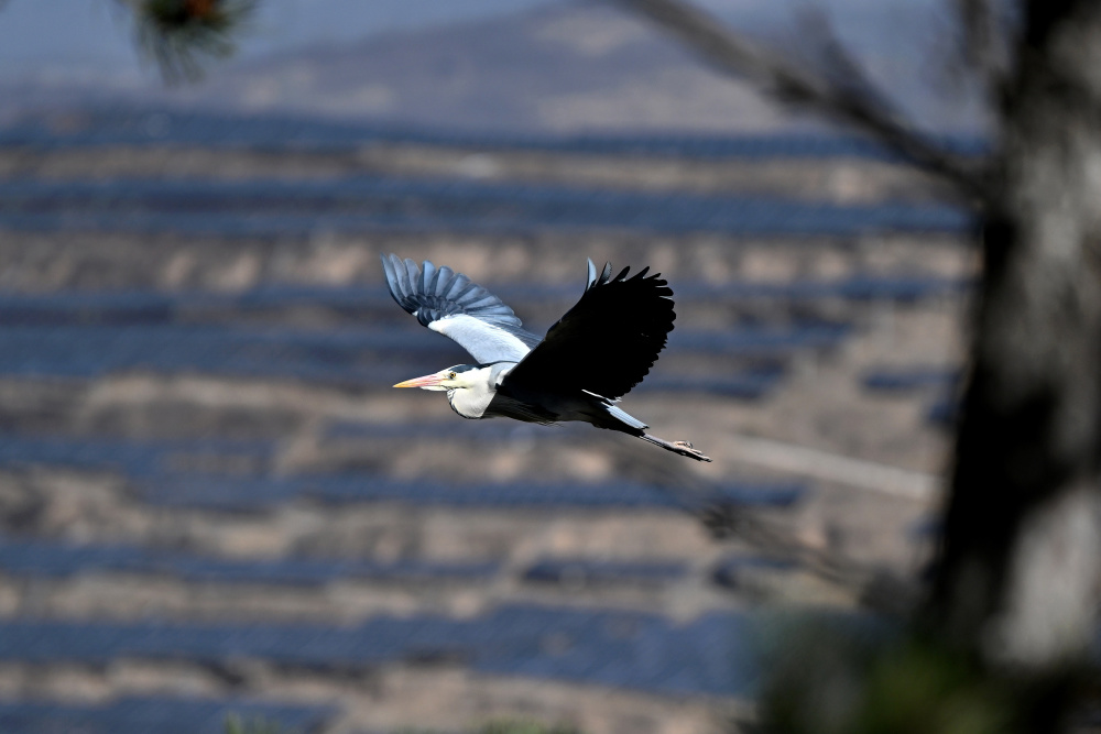 吕梁山上苍鹭起舞