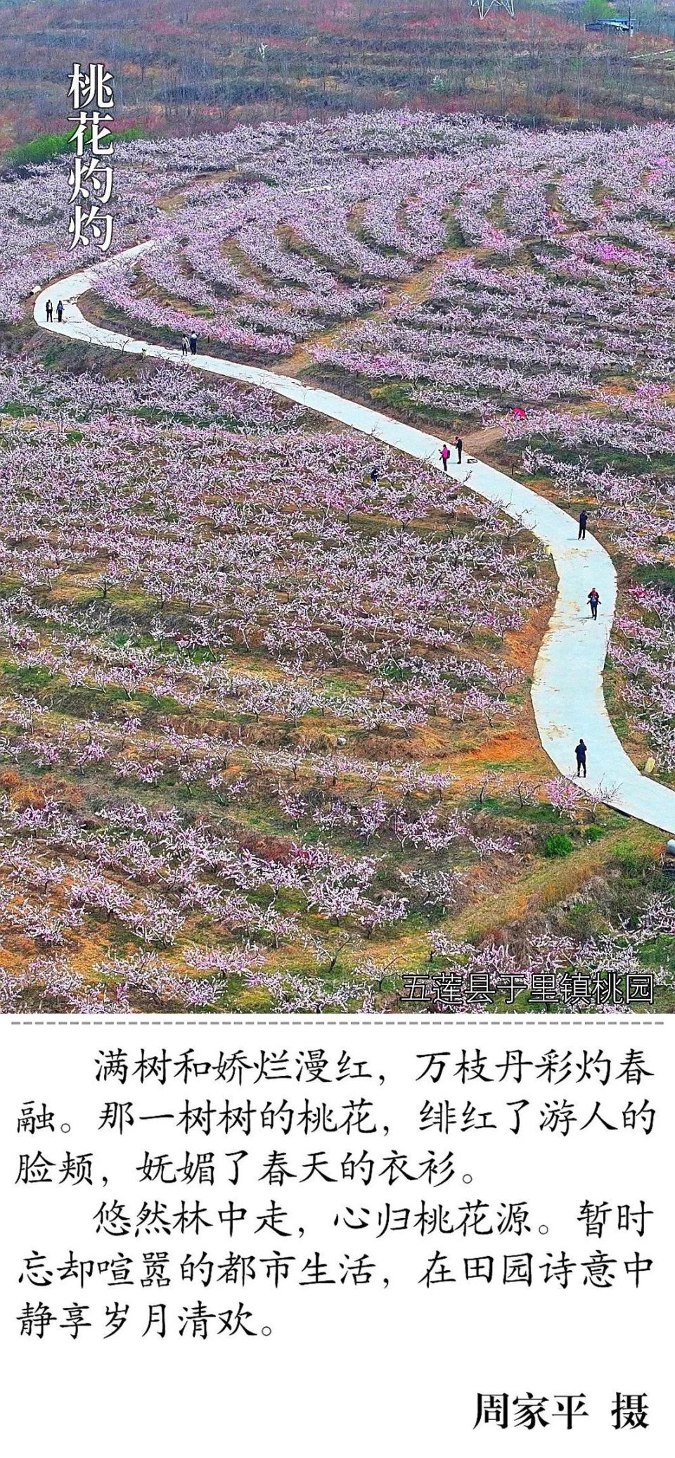 经山历海·美图日照丨带你漫步日照,寻找春天的秘密花园!