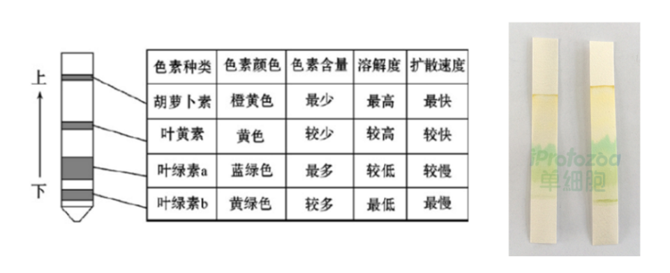 绿叶中的色素图片