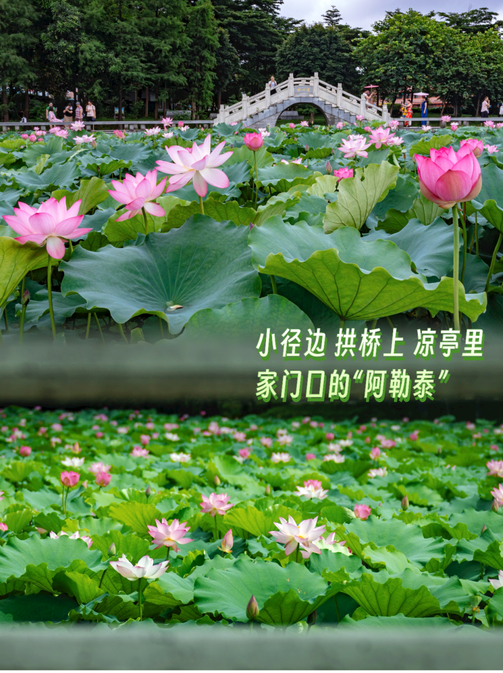 今年第一波荷花来了 67就在这个网红公园