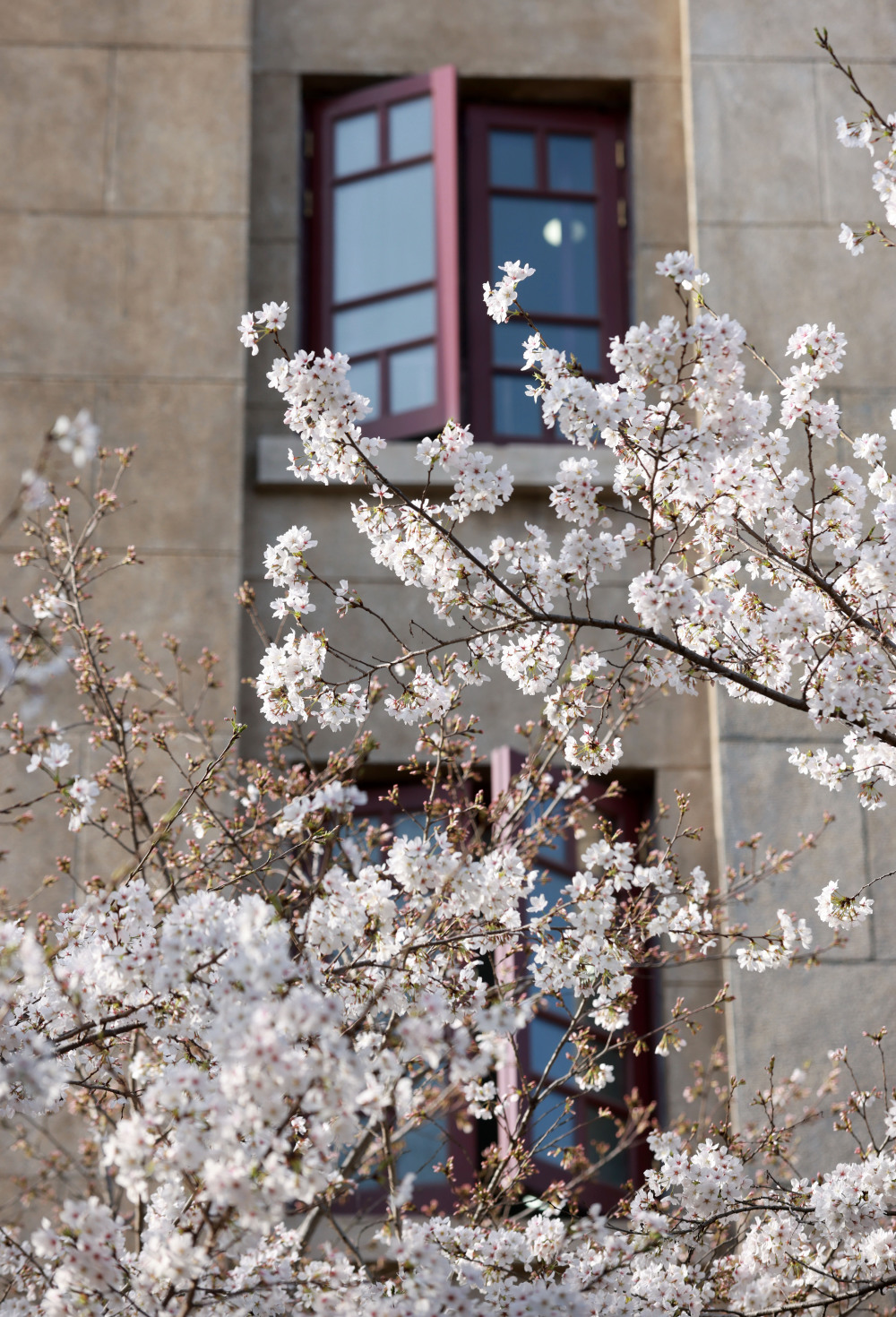 武汉大学樱花绽放_腾讯新闻