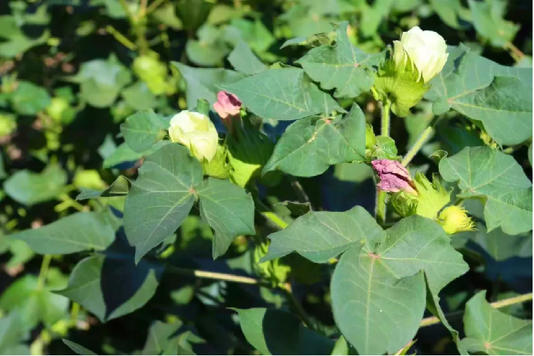 博州138万亩棉花进入测产期