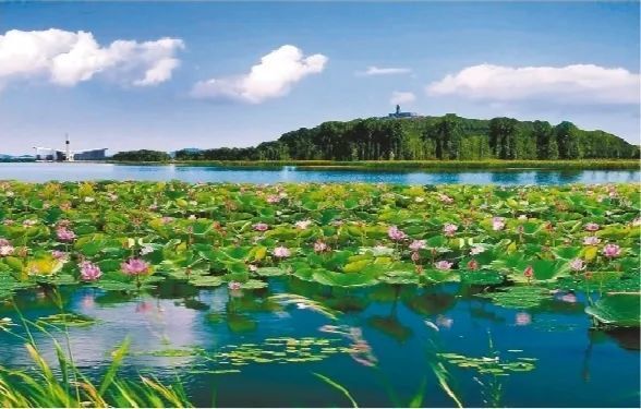 铁岭莲花湖湿地公园里花开正盛.