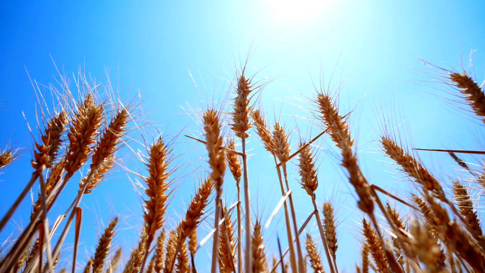 日照的麦子,熟了!