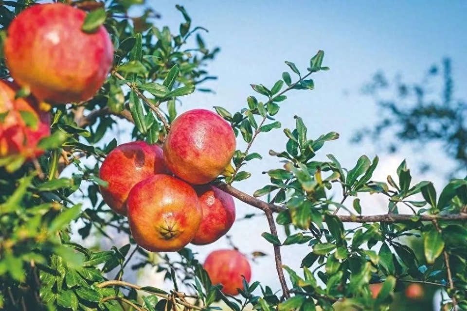 峄城石榴火啦!为一口鲜甜奔赴一座城,假期就出发_腾讯新闻