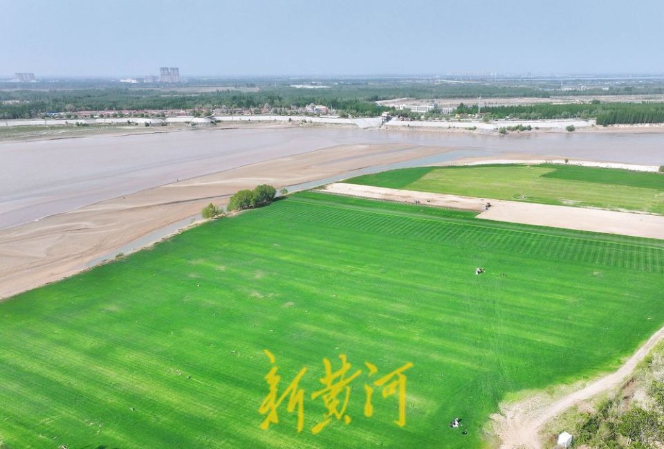 济南黄河畔感受草原风情一眼望去满目翠绿