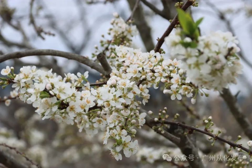 吕田桂峰村李花图片