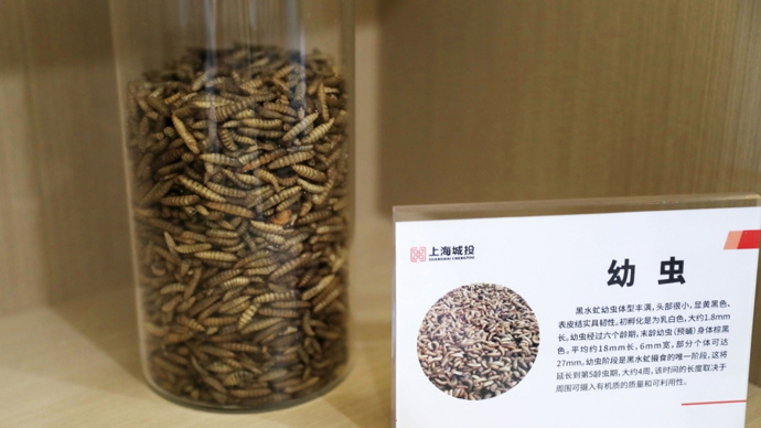 上海最大生活垃圾处置基地养起了虫子每天有5亿只黑水虻为市民打工