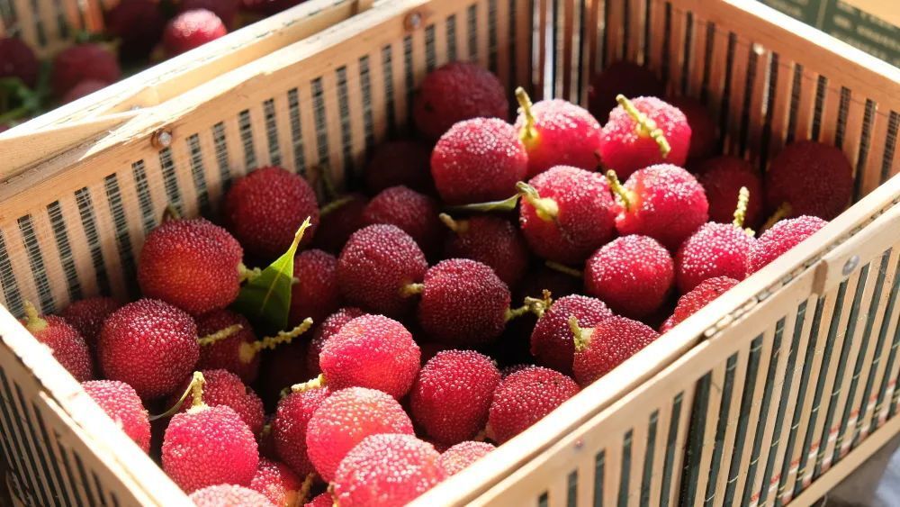 浙江第一早温州茶山丁岙杨梅上市