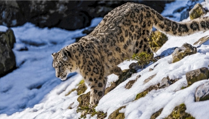 国家林草局:三百余种珍稀濒危野生动植物野外种群数量上升_腾讯新闻