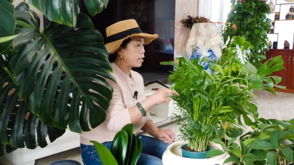 张玉芳特别喜欢养花,在养花过程中琢磨出来了什么花喜欢光,什么花喜欢