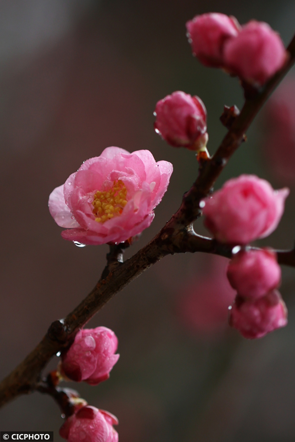 风景图真实鲜花图片