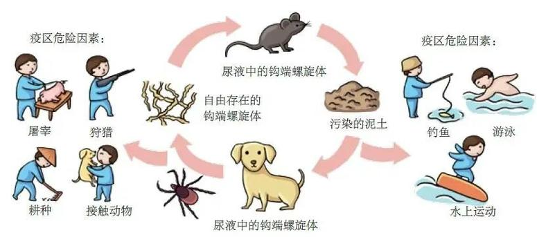 致死率高达70%！暴雨频发，警惕藏在积水里的“潜伏者”！