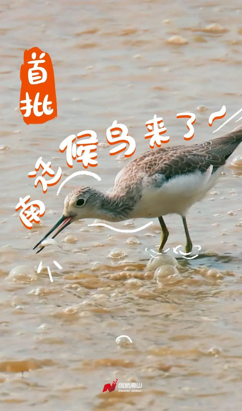深圳湾鸟类图片及名称图片