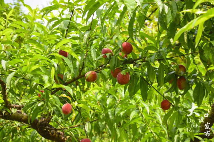 桃子熟啦,重庆这些地方可以"桃"醉一夏!