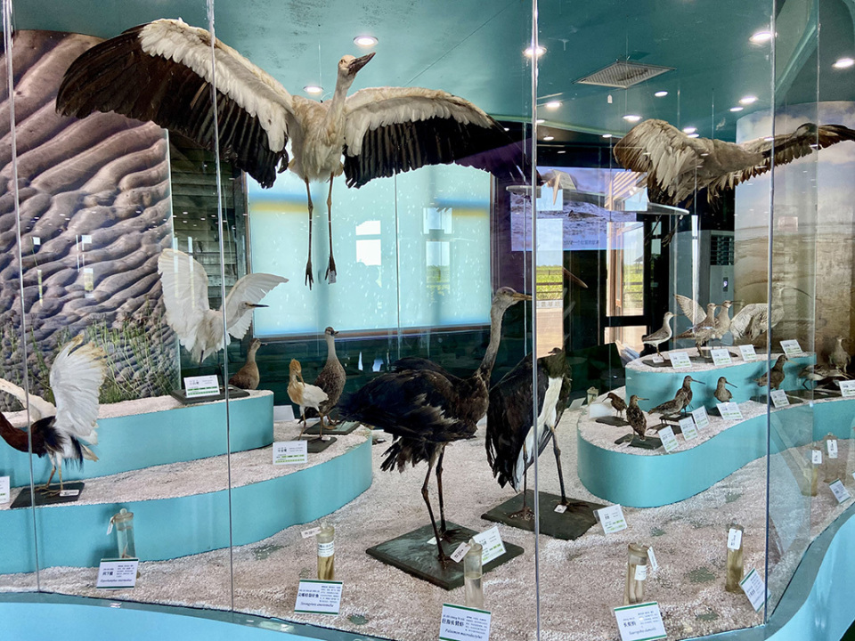 崇明东滩保护区科普教育基地标本馆.