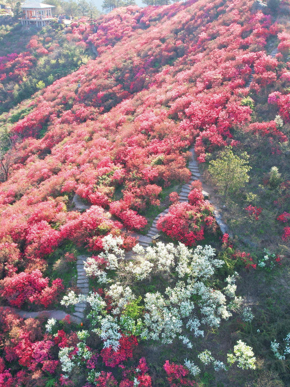 满山花海,与木兰云雾山 杜鹃花,来一场说走就走的双向奔赴