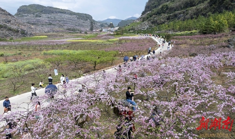 南郑十里桃花景区图片